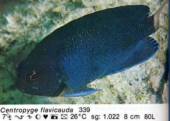 Centropyge flavicauda
